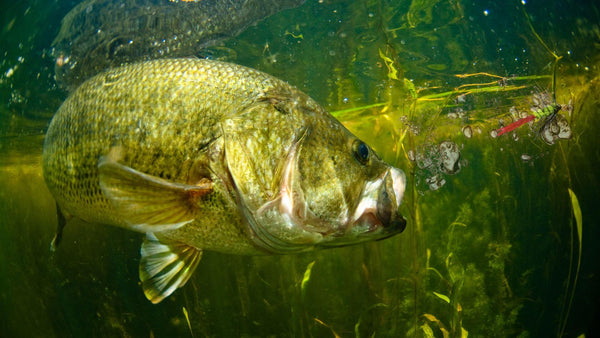 Silence on the Water? Time to Make Some Noise with the Propeller Fly