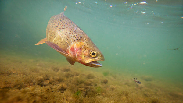 The Pheasant Tail Nymph: Why This 100-Year-Old Fly is Still the Most Essential Fly in Your Box - RIVFLY