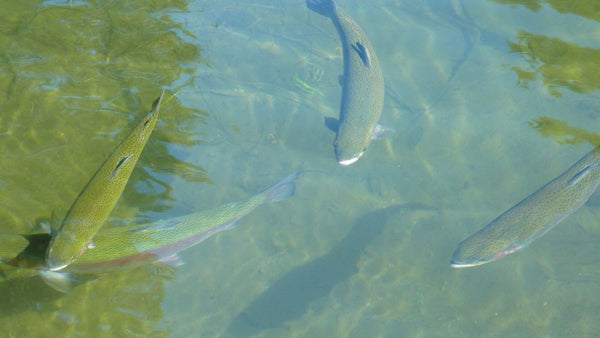 Why Does My Dry Fly Sink? 5 Pro Tips to Keep It Floating All Day - RIVFLY