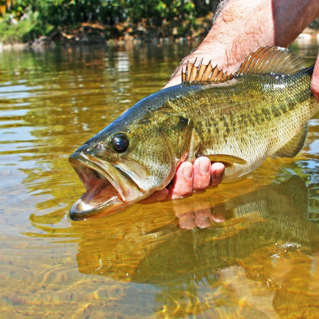 Bass flies- RIVFLY
