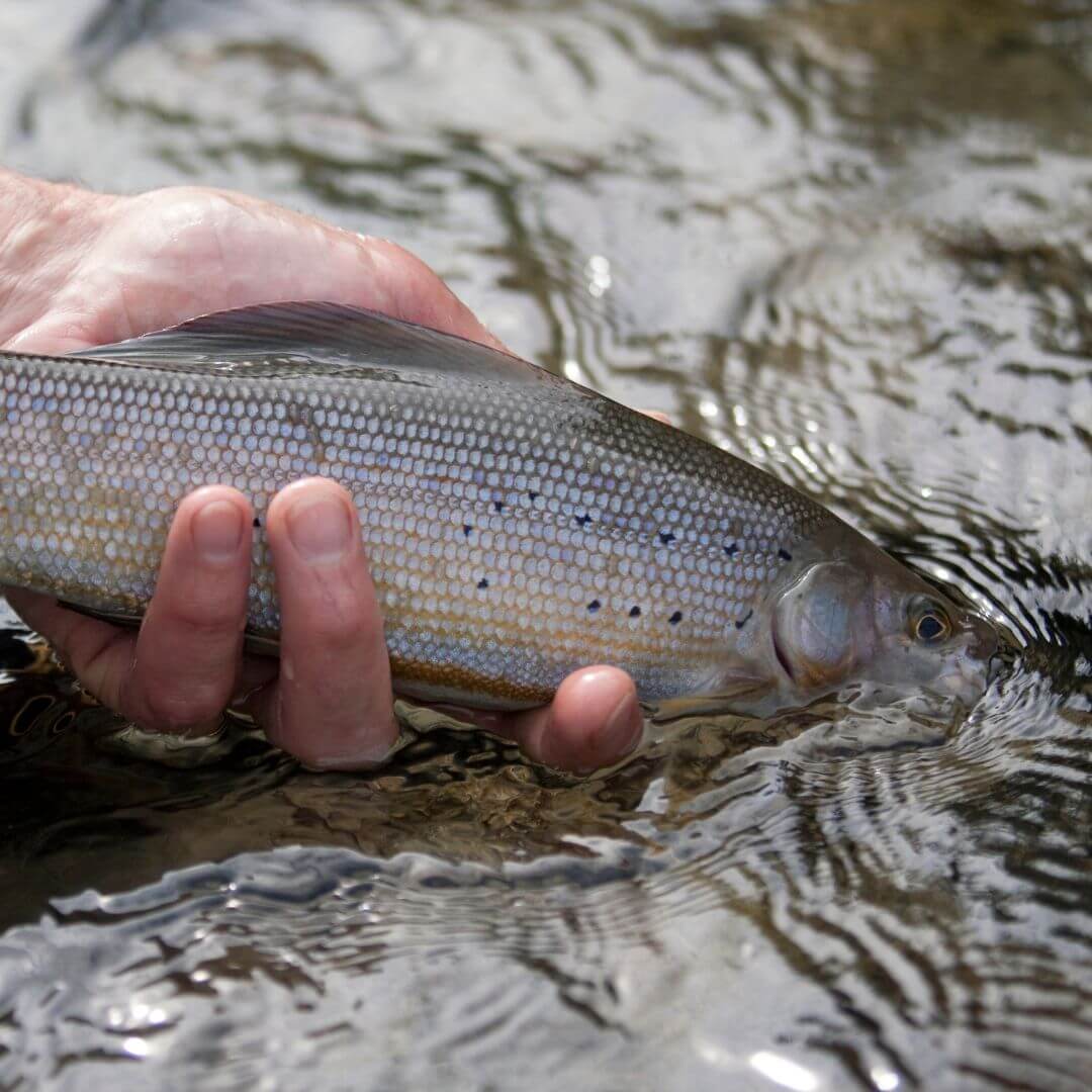 Grayling flies- RIVFLY