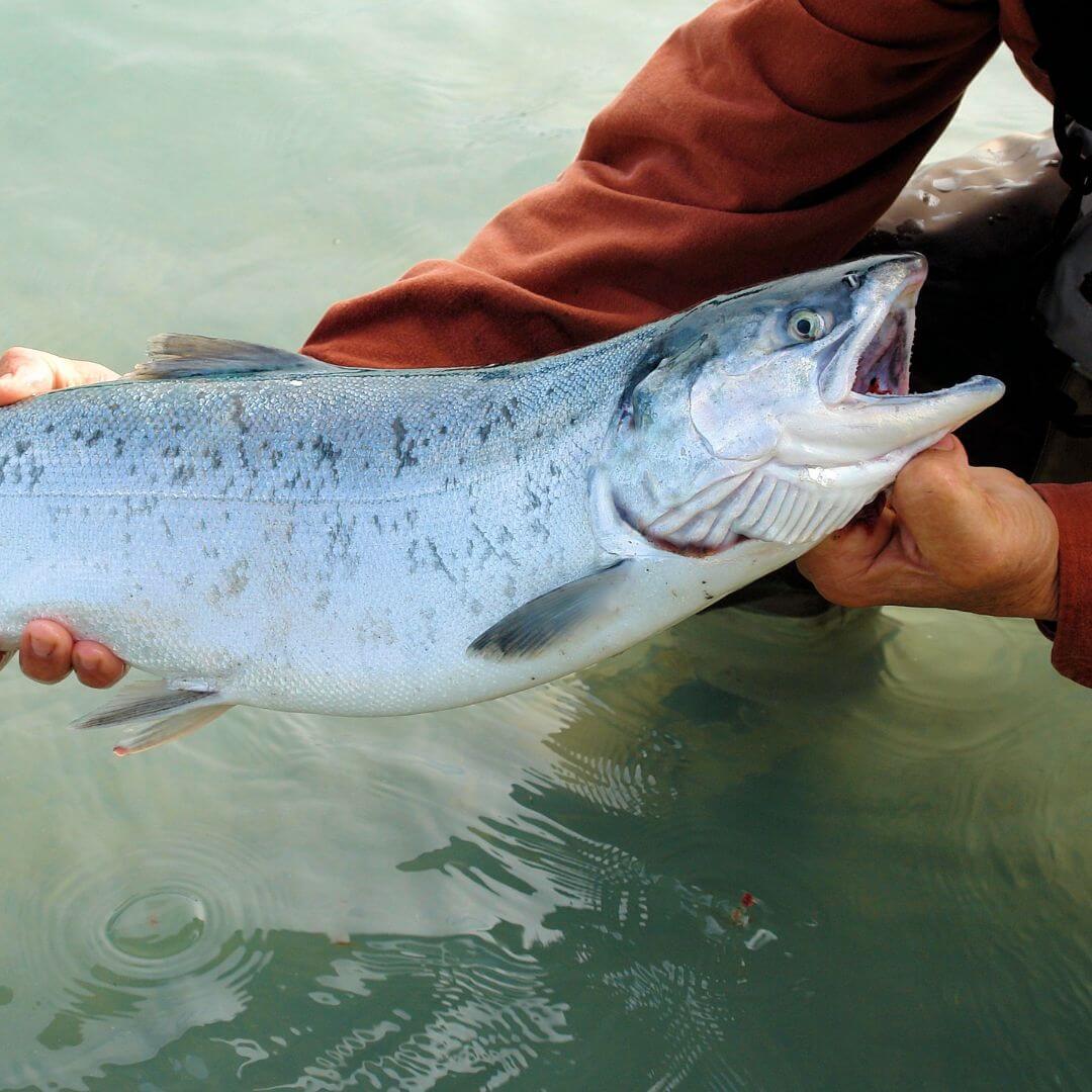 Salmon flies- RIVFLY