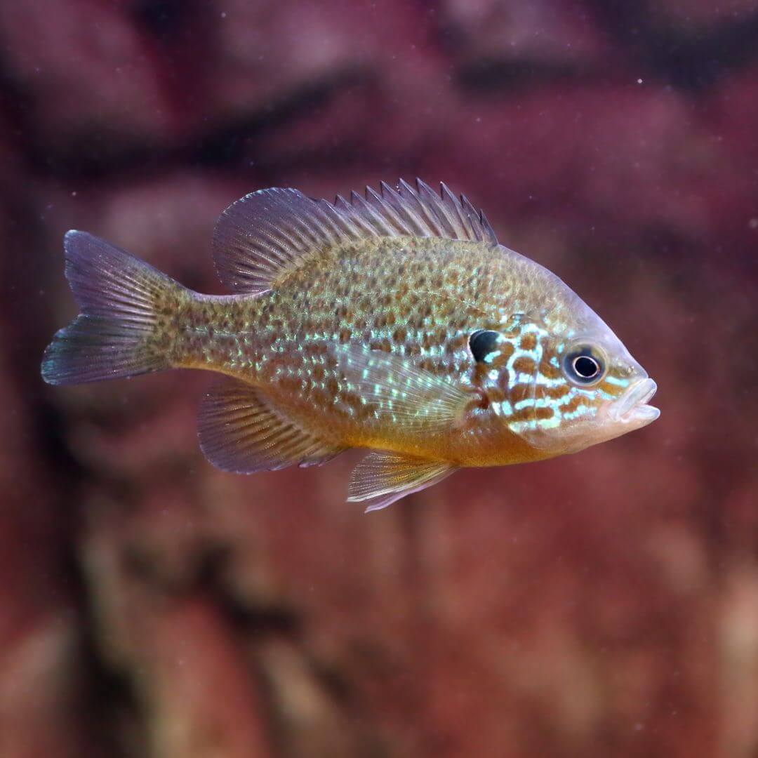 Sunfish - RIVFLY