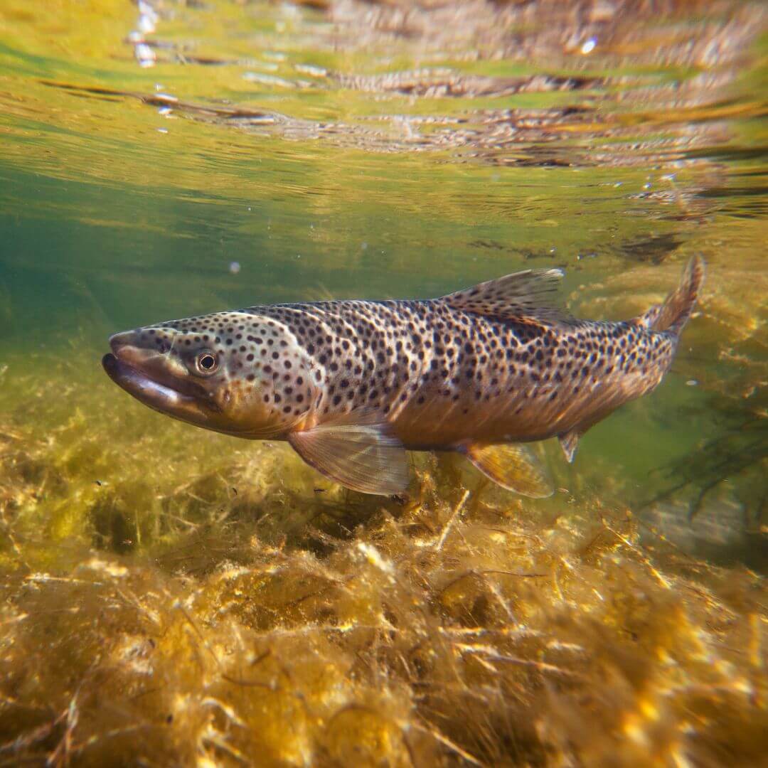 Trout flies- RIVFLY