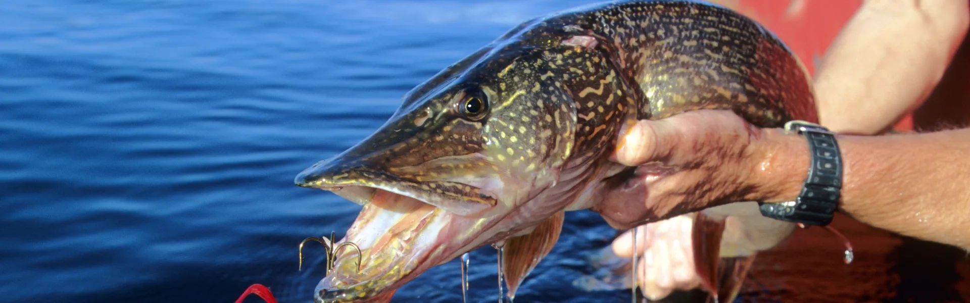 Pike & Musky Flies
